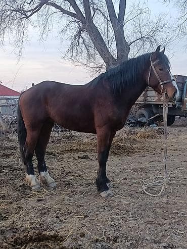 кона: Продаю | Жеребец | Рабочий — 4
