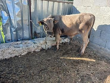 швицкая порода коров: Продаю | Бык (самец) | Полукровка | На откорм | Привязанные — 5