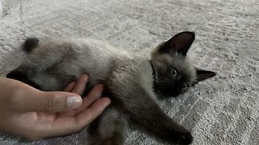 сиамский котёнок: Сиамская, 4 месяца, Мальчик — 2