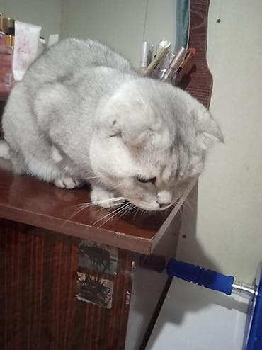 шпиц собака цена бишкек: Шотландская вислоухая кошка (Scottish Fold), окрас серебристый — 1