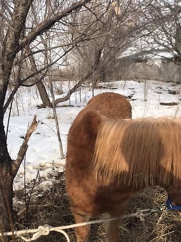 ат тырмо: Продаю | Жеребенок — 1