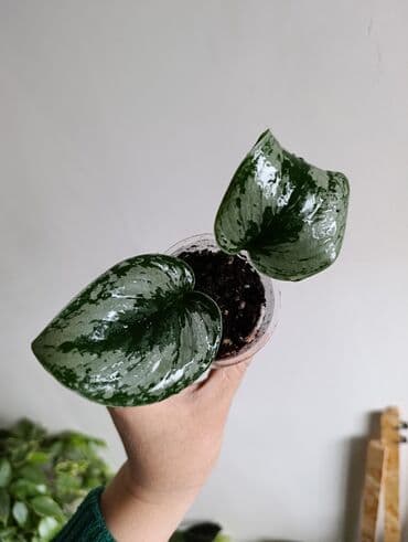 формочки для хлеба: Продаю. детки, черенки комнатных растений по 100 сом. Сциндапсус-пакет — 2