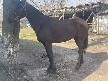 стелные каровы: Продаю | Жеребец | Полукровка | Конный спорт — 3