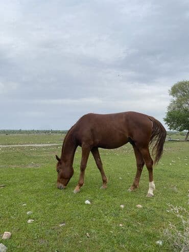 купить собаку чихуахуа: Сатам | Тай | Аргын | Ат спорту | Асыл тукумдуу — 5