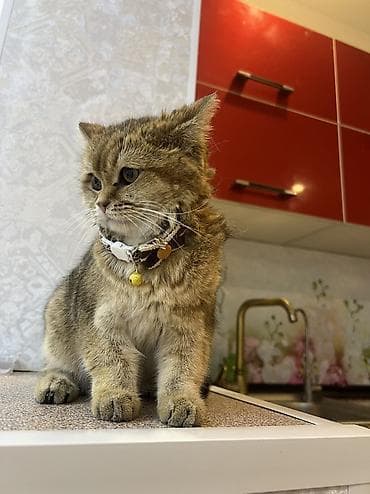 кошка манчкин цена: Скотиш Страйт (Шотландская прямоухая), 7 месяцев, Девочка, Золотая шиншилла, Приучена к лотку, С документами, С прививками — 3