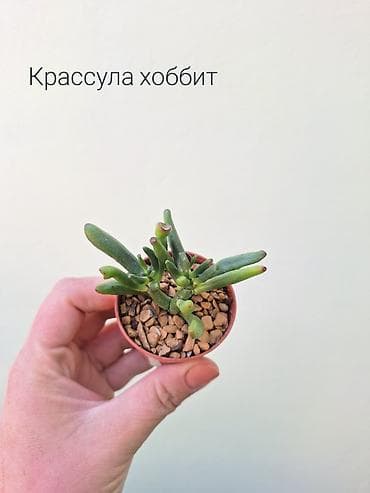 современные теплицы цена: Комнатные растения по 100 сомов (детки/укоренённые черенки) — 9