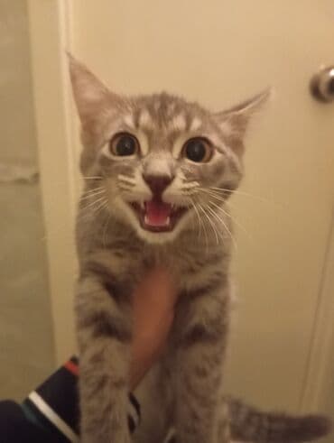 домашние кошки: Котёнок мальчик, с короткой шерстью и ярко‑янтарными глазами. Окрас — 4