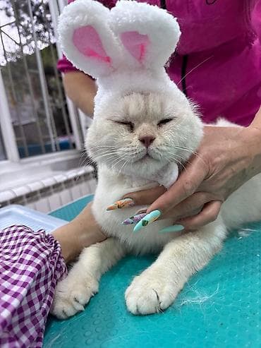 Кошки: Кошка даром: Британская короткошёрстная, 2 года, Мальчик — 1