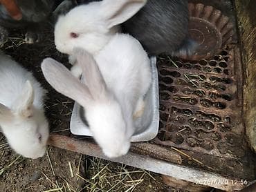 Продаю | Крольчата — 6