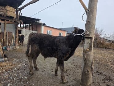 Продаю | Музоо, торпок | На откорм | Привязанные at lalafo.kg Продаю | Музоо, торпок | На откорм | Привязанные