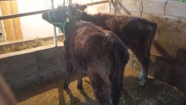 Кемирүүчүлөр: Сатам | Кунаажын | Бордоп семиртүү үчүн | Байланган — 5