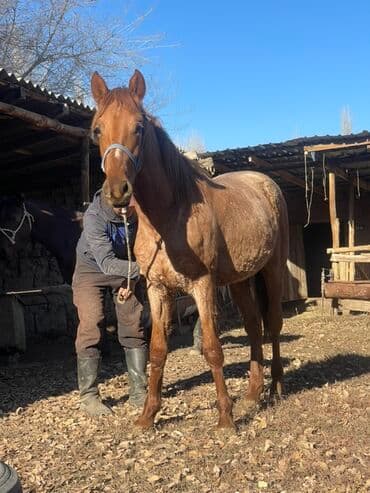 фелуцен для коров цена бишкек: Продаю | Жеребенок, Жеребец | Рабочий | Мерин — 1