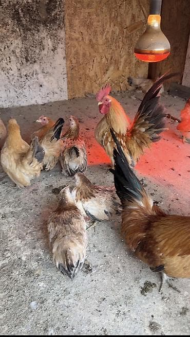 дикий голуб: Продаются Шабо Палевые и Мрамор 1500 за голову Курочки отдельно не — 3