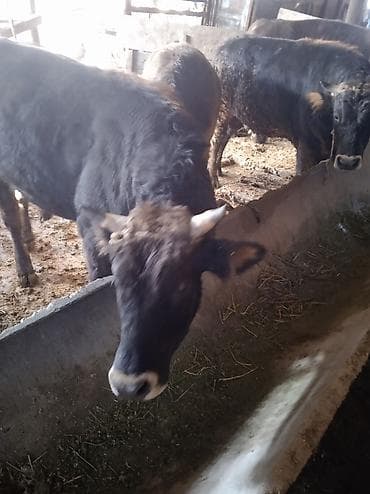 А/ч жаныбарларын сатам: Сатам | Бука (эркек) | Швиц | Бордоп семиртүү үчүн, Союуга, Көбөйтүү үчүн | Асыл тукумдуу, Жасалма жол менен боозутуу — 9