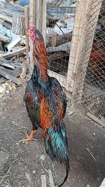 черная овчарка купить: Продаю | Куры | Бойцовая — 3