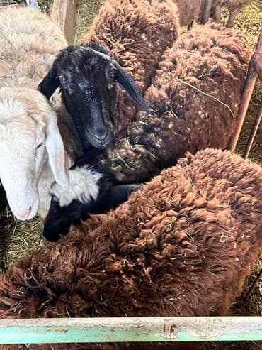 лоток для инкубатор: Продаю | Овца (самка) | Полукровка | Для разведения | Матка — 2