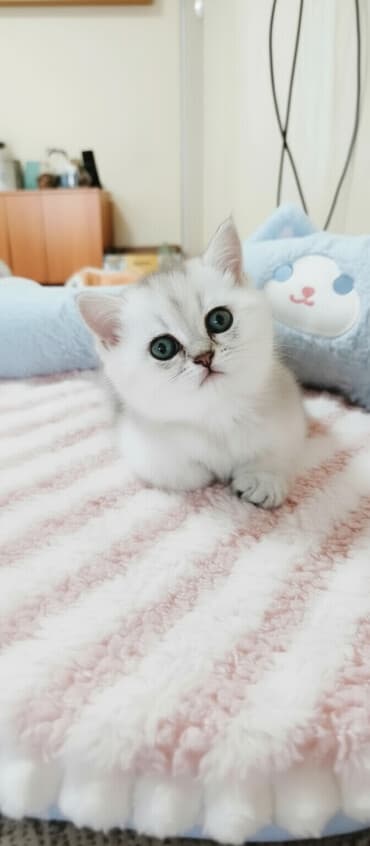 сиамский котенок: Скотиш Страйт (Шотландиялык тик кулактуу), 1 айлык, Эркек, Күмүш өңдүү шиншилла, Лотокко барууга үйрөтүлгөн, Курттардан тазаланган — 1