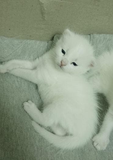 Кошки: Као-мани, 1 месяц, Мальчик, Белый, Метис, Приучена к лотку, Проглистована — 4