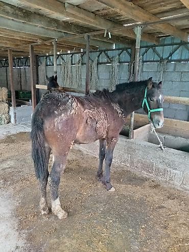 Животные: Байлаган тайлар сатылат. 3 ай болду. Чон тайлар. Адрес беловодскийде — 4