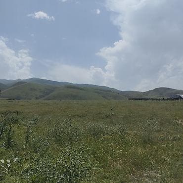 аламудунский: 500 соток, Красная книга, Договор купли-продажи — 5