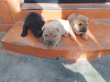 Вязка собак: Щенки шарпея - Порода: шарпей, классическая «морщинистая» внешность — 9