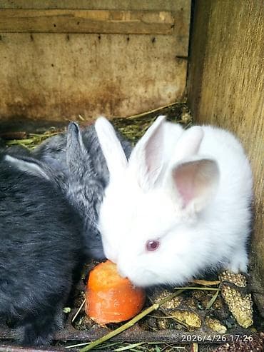 Продаю | Крольчата at lalafo.kg Продаю | Крольчата
