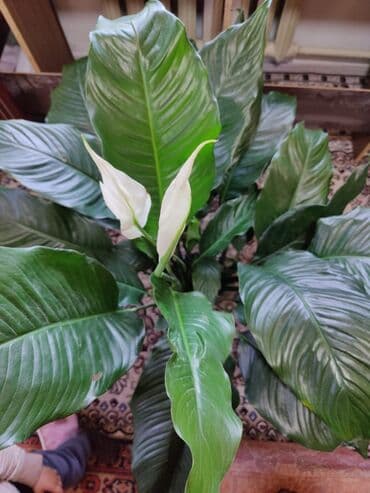 хлор купить бишкек: Домашнее растения: женское счастья — 3