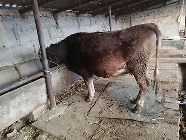 сх животные и товары: Продаю | Корова (самка) | Полукровка | Для разведения | Искусственник — 2