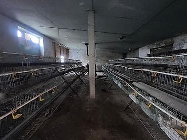 где купить утят: Многоярусные клетки для содержания перепелов/кур-несушек с линией — 2