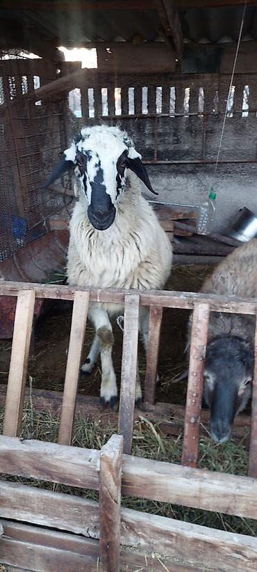 баран гисарский: Продаю | Баран (самец) | Для разведения — 1