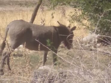 купить собаку чихуахуа: Сатам | Бээ (ургаачы) — 2