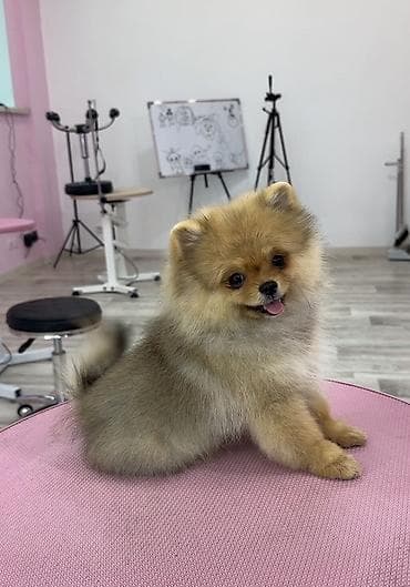 кангал цена: Питомец: померанский шпиц (мини). Описание: - Возраст 6 месяцев - — 1