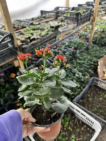 бугенвиллия фото: Каланхоэ Blossfeldiana в горшке - Компактное комнатное — 2