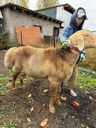 Аквариумдар: Сатам | Кочкор (эркек) | Көбөйтүү үчүн | Жасалма жол менен боозутуу — 1
