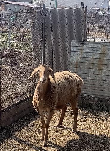 шпиц собака: Продаю | Ягненок | Арашан — 1