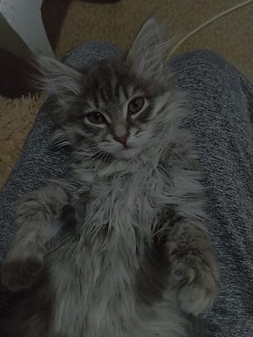 Срочно продается котенок девочка. Мама- вислоухая,папа- лесной