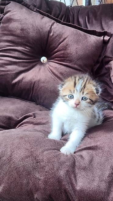 шотландская прямоухая кошка цена: Котёнок с уникальным окраом (черепахово-белый с тигровыми полосками) — 1