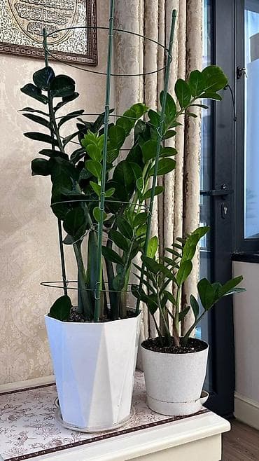 Хлорофитумдар: Замиокулькас, также известный как долларовое дерево, представлен в — 1