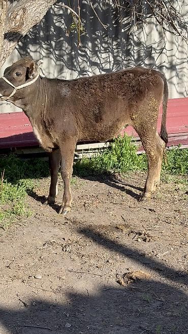 попугаи оптом: Продаю | Тёлка | Швицкая — 2