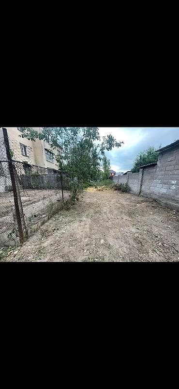роза: Саженцы — 6