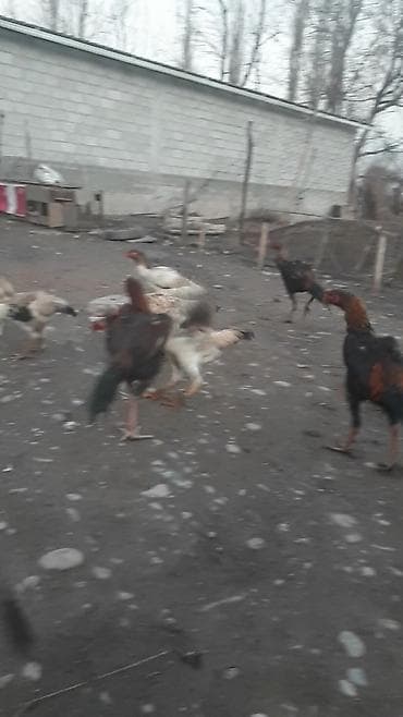 цыплята бролера: Продаю | Петух | Бойцовая | Для боев — 2