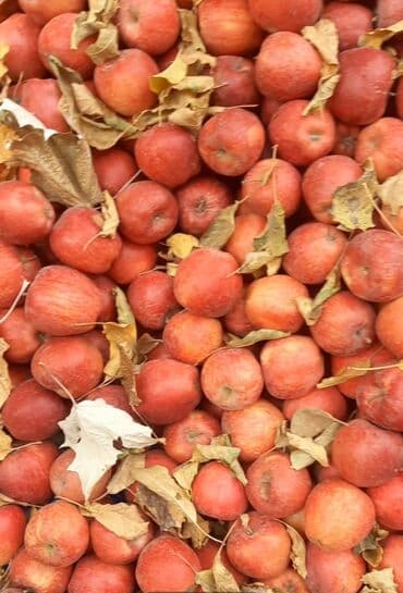 чечил цена: Яблоки — 1