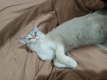 котёнок в добрые руки: Котёнок с яркими голубыми глазами и необычным окрасом поинт (светлая — 3