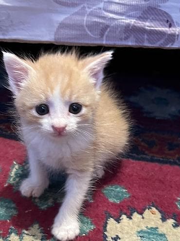 клетка сумка: Кошка даром: Беспородная, 1 месяц, Мальчик — 1