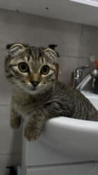 шотландская короткошерстная кошка: Скотиш Фолд (Шотландская вислоухая), 6 месяцев, Мальчик, Приучена к лотку — 1