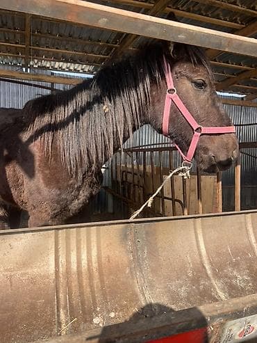 отдам в хорошие руки щенка немецкой овчарки: Продаю | Кобыла (самка) | Рабочий — 2