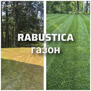 трава для скота: 🌱 RABUSTICA Газон Уругу — калың, жашыл жана кооз газон үчүн мыкты — 1
