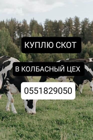 Куплю | Коровы, быки, Лошади, кони | Круглосуточно, Любое состояние, Забитый