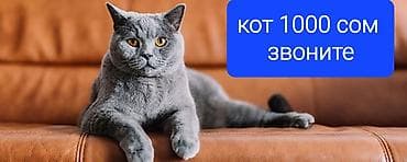 Кот - Окрас: серый (плюшевая короткая шерсть) - Тип: домашний кот