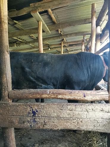 крупные собаки: Продаю | Бык (самец) | Абердин-ангус | Для разведения | Осеменитель — 4